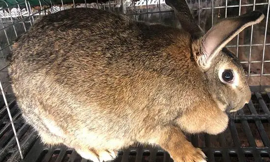 比利时兔吃什么 比利时兔食量很大