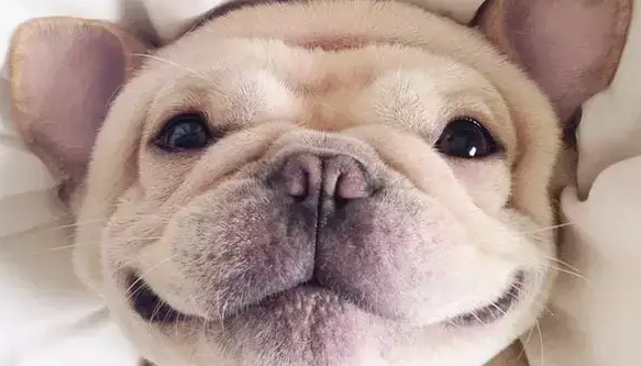 这只斗牛犬靠着自己的床照火了！