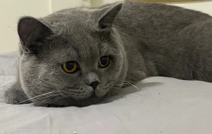 蓝猫多少钱一只正常价 蓝猫多少钱一只正常价