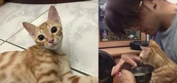 宠猫无极限,有人疼的喵喵像个宝!