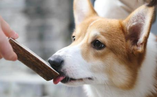 86.5%受访者期待规范犬只管理