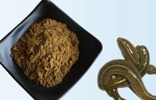 水蛭素的功效与作用及副作用 水蛭素的功效与作用及副作用