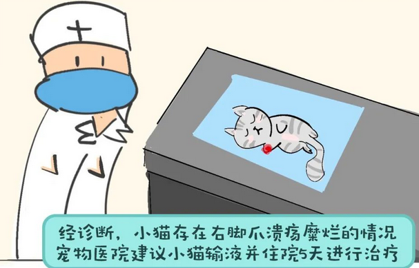 饲养者的宠物诊疗维权指南 饲养者的宠物诊疗维权指南