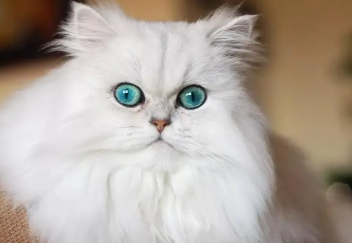 波斯猫的眼睛是蓝色的吗