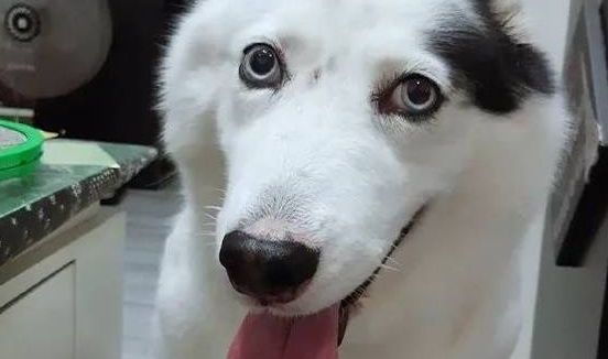 蠢狗子总是莫名其妙的发呆，似乎是沉浸在自己世界里，大脑宕机了