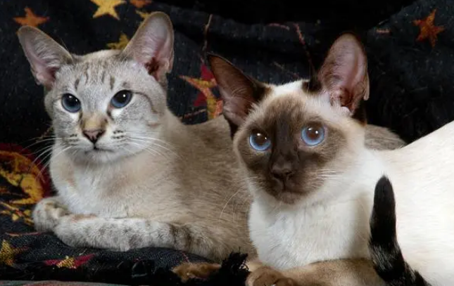 指甲猫是真实存在的吗