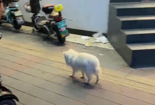 流浪狗低着头往前走,路人怎么叫它都没反应 流浪狗低着头往前走,路人怎么叫它都没反应