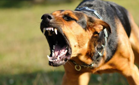 湖南发生恶犬咬人事件:伤情严重,网友声讨,必须严惩狗主人 湖南发生恶犬咬人事件:伤情严重,网友声讨,必须严惩狗主人