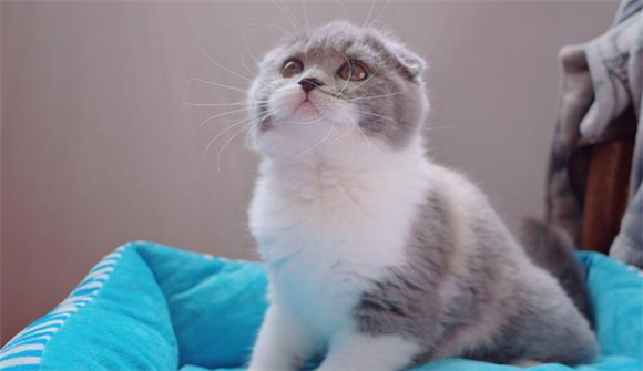 折耳猫多少钱一只正常价