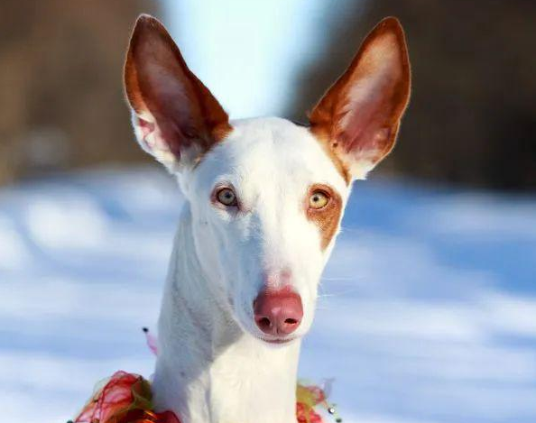 百科 | 依比沙猎犬，胜似视觉猎犬的猎兔高手！