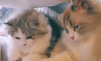 猫咪“早恋”被主人发现，本想“大发雷霆”，猫：单身狗看够了没