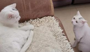 现实版真假孙悟空,捡了一只流浪猫,竟然和家里的猫长得一模一样 现实版真假孙悟空,捡了一只流浪猫,竟然和家里的猫长得一模一样