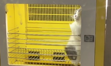 微波炉里看到猫正在被烤？走进一看笑喷，猫：什么时候是个头啊