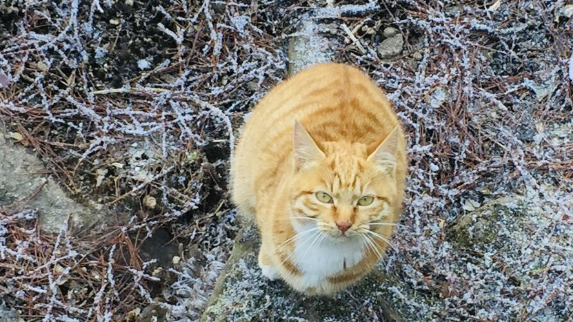 冬季黄山之行,遇见呆萌的橘猫和可爱的中华田园犬 冬季黄山之行,遇见呆萌的橘猫和可爱的中华田园犬