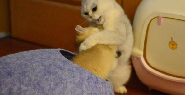 已经有一只大猫的老婆还要养多只小奶猫！结果一进门…哈哈笑喷了