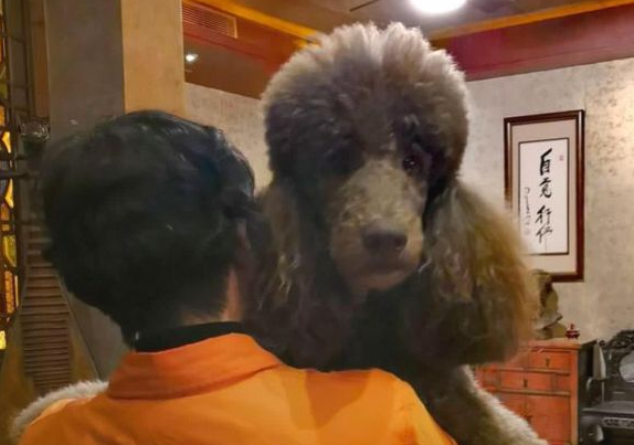 巨型贵宾犬撒娇要抱抱，抱起的那一瞬间，旁边狗狗的表情亮眼
