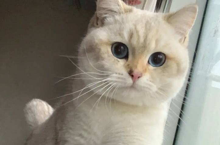 金点猫为什么买的人少？价格贵吗？