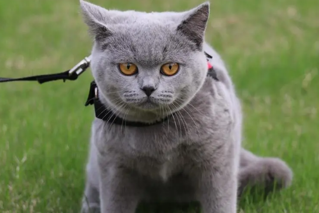 蓝猫越养越白怎么回事 蓝猫越养越白怎么回事