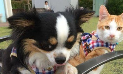 号称“地狱恶犬”的吉娃娃，在猫咪面前不堪一击，只能主动讨好！