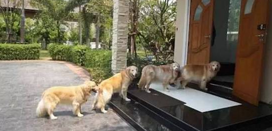 看完黄金猎犬们门口排队图片，深感它们的智商已超越自己了！