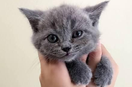 收养了一只小蓝猫，养了几个月后画风突变