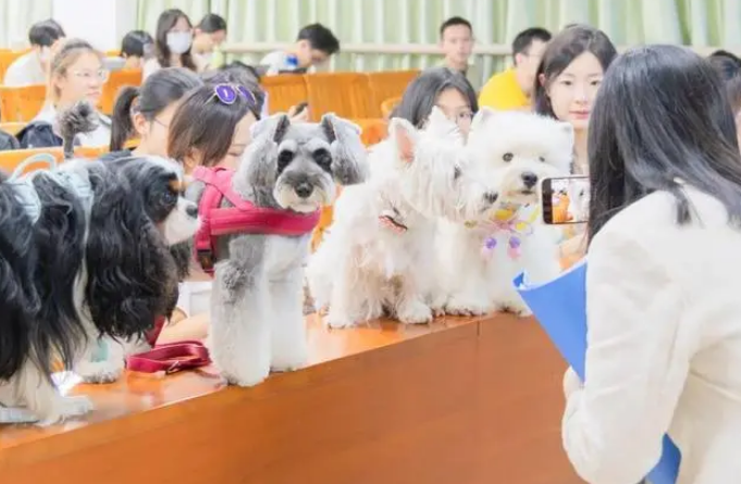宠物猫狗当“助教”!华农这门课火了! 宠物猫狗当“助教”!华农这门课火了!