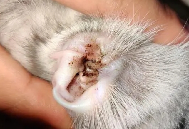 治疗猫耳瞒多少钱 治疗猫耳瞒多少钱