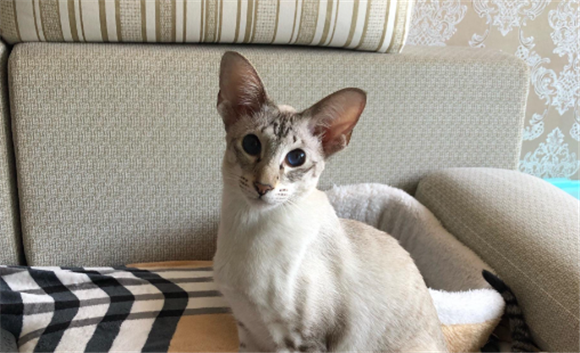 东方短毛猫是什么猫 东方短毛猫是什么猫