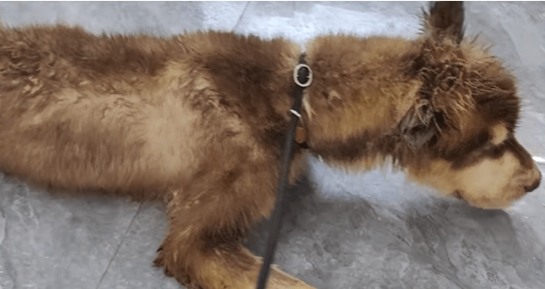 主人拿不出500块钱，身处宠物店的阿拉斯加犬活得还不如一条流浪狗
