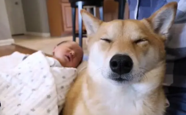 柴犬当了一年多“保姆”，女主又生了二胎，想把狗子累死呢