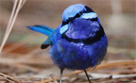 小蓝鸟是什么