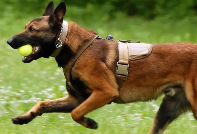 马犬有几种颜色 马犬有几种颜色