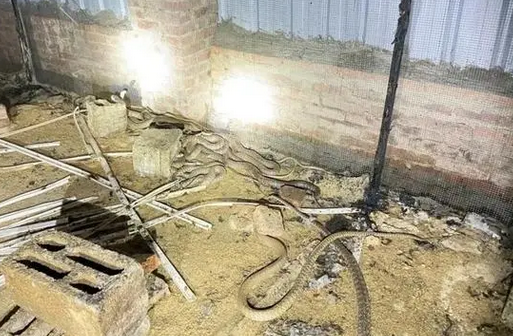 广西一养蛇场起火!2000多条水律蛇被困火海 广西一养蛇场起火!2000多条水律蛇被困火海