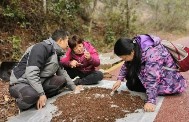 广东丹霞山发现蜘蛛新物种“丹霞大斑蛛”