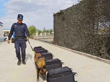 安全感翻倍！抓好警犬训练，助力“夏季行动 ”