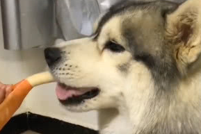 主人疯狂给二哈喂食,狗子知道原因后不淡定了:就知道你没安好心 主人疯狂给二哈喂食,狗子知道原因后不淡定了:就知道你没安好心