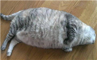这猫是不是有点过于巨大了