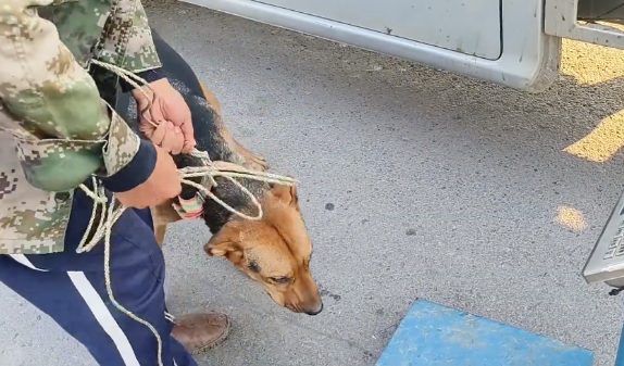 看家犬预感不妙,狗肉车旁紧抱主人,奈何大叔为了800块,早已不在乎它的生死 看家犬预感不妙,狗肉车旁紧抱主人,奈何大叔为了800块,早已不在乎它的生死