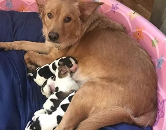 黄金猎犬生下奇异后代 一窝“奶牛”让新主人惊呆 黄金猎犬生下奇异后代 一窝“奶牛”让新主人惊呆