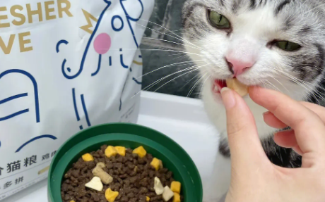 鲜生纪猫粮到底能不能吃 鲜生纪猫粮到底能不能吃