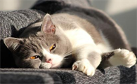 主人出远门猫会伤心吗