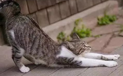 猫咪养生法，女性朋友们知道吗？