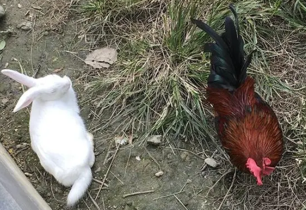 蜘蛛鸡兔同笼