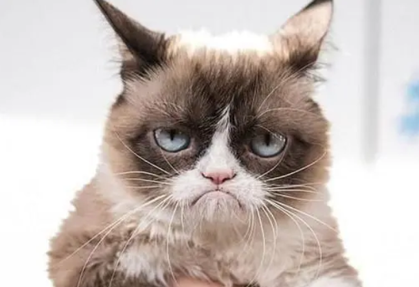 那些成为表情包的猫咪原本叫什么名字?惊讶猫霸气,不爽猫有内涵 那些成为表情包的猫咪原本叫什么名字?惊讶猫霸气,不爽猫有内涵