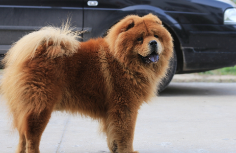 长毛松狮犬和短毛区别