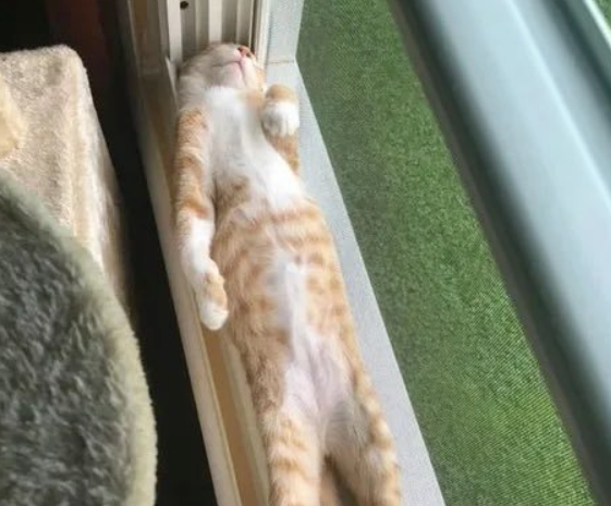 自从孩子放假后，猫咪每天脸上都写着“开心”，猫：烦屎啦，怎么还不开学？