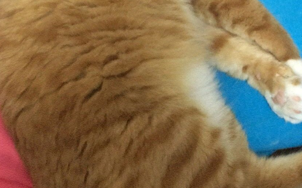 男朋友捡了一只小橘猫,六个月没想到变成了…橘猫实力不容小觑啊 男朋友捡了一只小橘猫,六个月没想到变成了…橘猫实力不容小觑啊