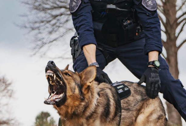 警犬上班对训导员冷若冰霜，下班却把”