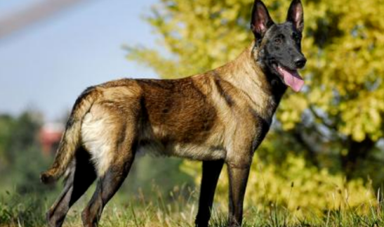 【萌宠百科】马林诺斯犬，带着口罩的守护神