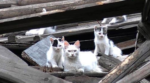 流浪猫捡到食物却偷偷藏起来，一路跟踪，发现它坚强又心酸的秘密